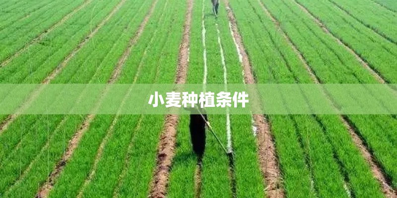 小麦种植条件 小麦种植条件