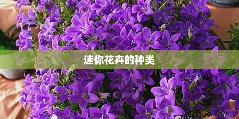 迷你花卉的种类 迷你花卉的种类