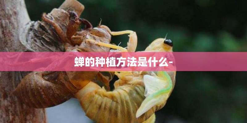 蝉的种植方法是什么- 蝉的种植方法是什么-