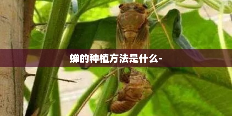 蝉的种植方法是什么- 蝉的种植方法是什么-